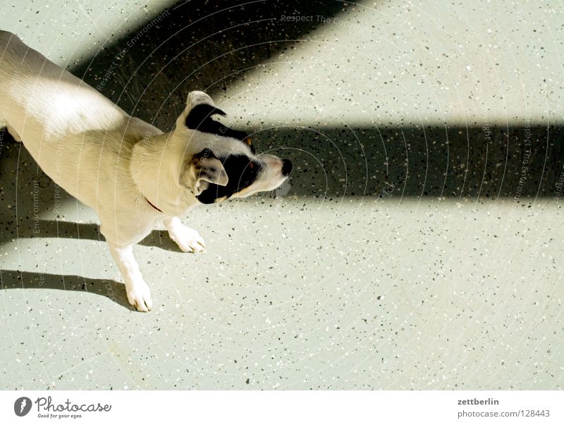 Terrier Hund Postbote Licht Lichteinfall Fenster Raum leer Sonnenlicht Fensterkreuz Säugetier jack-russel bürohund reißende bestie Versicherung Schatten