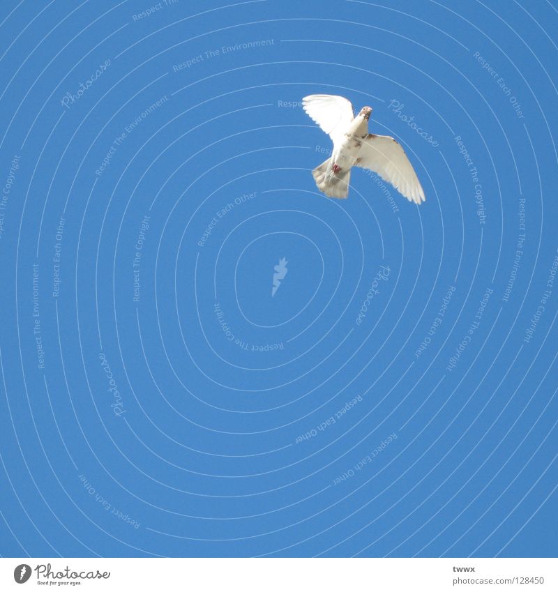 Weisse Taube Vogel weiß Erfolg Frieden Hoffnung aufsteigen Aufschwung Luft weiß-blau Schönes Wetter unbefleckt rein Höhenflug Neuanfang Aufsteiger Karriere