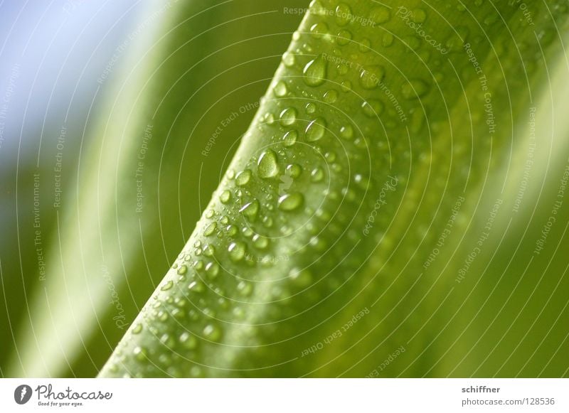 Lemon Line I grün Pflanze Grünpflanze Zimmerpflanze nass Wassertropfen tropfend frisch Frühling Wellness Hintergrundbild grünlich Drachenbaum Dracena Deremensis