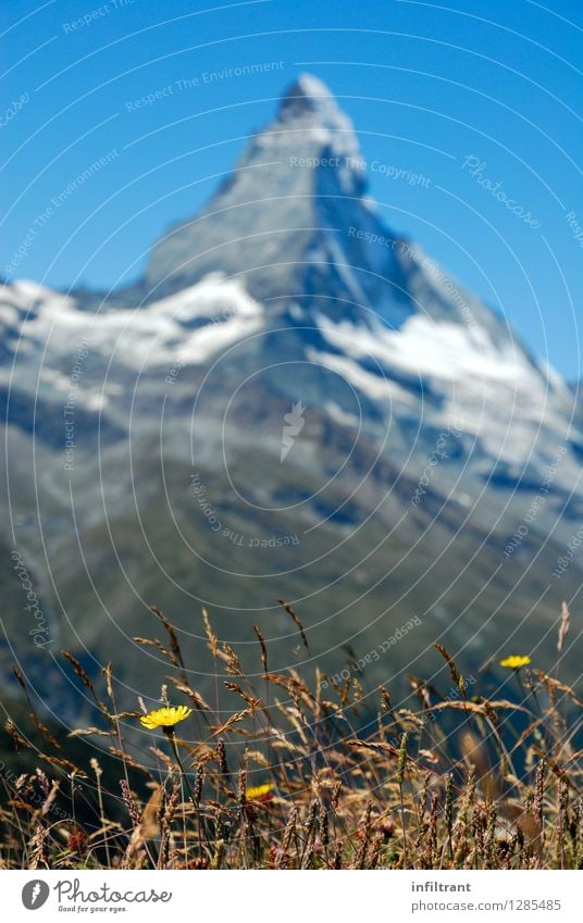 Bergwiese am Matterhorn Ausflug Ferne Sommerurlaub Berge u. Gebirge wandern Umwelt Natur Landschaft Wolkenloser Himmel Schönes Wetter Pflanze Blume Gras Blüte