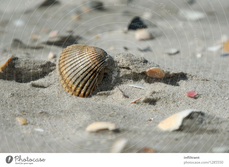 Muschel Am Strand Sommer Ein Lizenzfreies Stock Foto Von Photocase