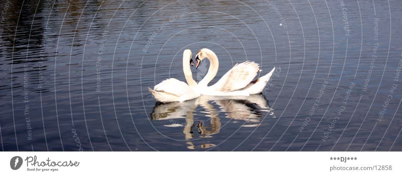 Liebe ist ...! Schwan See Meer Teich Vogel Reflexion & Spiegelung Wasser Fluss Feder Im Wasser treiben Schwimmen & Baden