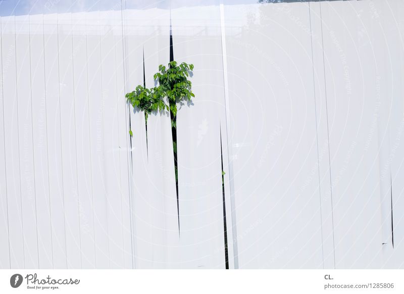 capitol versicherung Pflanze Grünpflanze Fenster Fensterscheibe Sichtschutz Lamellenjalousie Wachstum grün weiß skurril Farbfoto Menschenleer