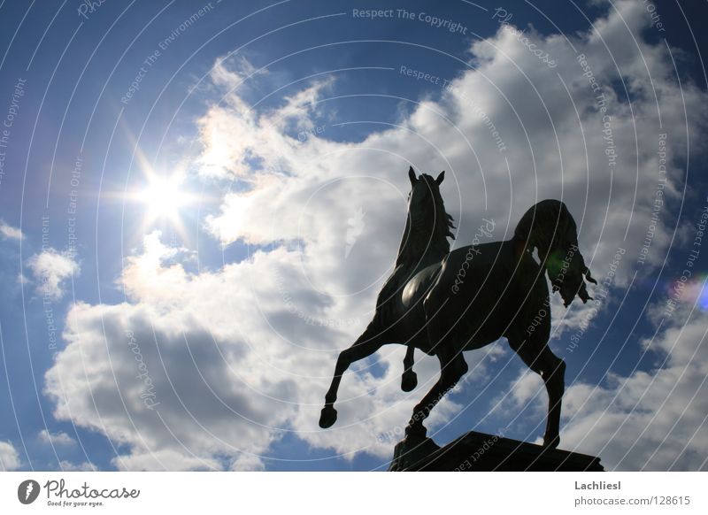 Welfenross elegant Freiheit Sonne Studium Kunst Tier Himmel Wolken Wärme Sehenswürdigkeit Wahrzeichen Denkmal Pferd Geschwindigkeit weich blau weiß