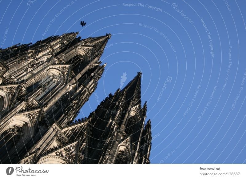sky is the limit Dom Köln Vogel blau Kölner Dom fliegen Hoffnung Religion & Glaube Gotteshäuser Cathedral Architektur