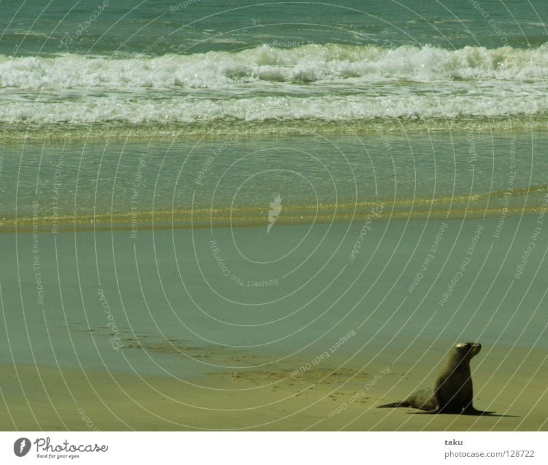SEAL I Neuseeland Südinsel Strand Meer Wellen durchdrehen Geschwindigkeit gefährlich Tier p.b. seal Bucht Wasser stranden faul sein Angeln im sand liegen