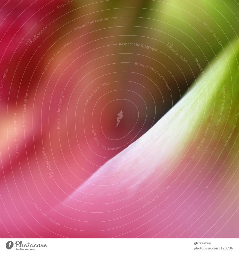 amaryllis Aquarell Blüte Blume rosa grün purpur Trompete Vase Gemälde Unschärfe zart fließen verschwimmen Pflanze Beet Frühling Sommer Hintergrundbild Blühend