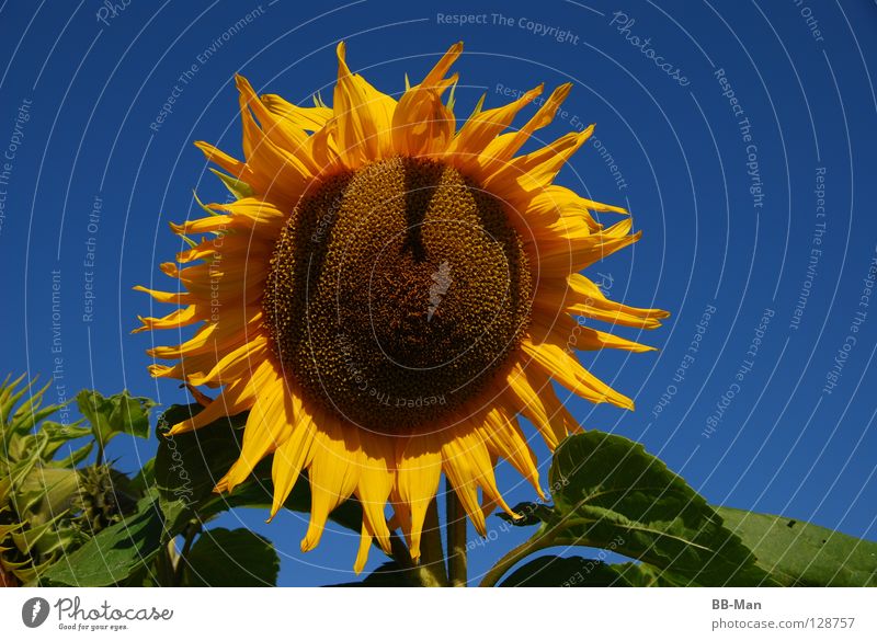 Sonnenblume_1 schön gelb Sommer Physik grün mehrfarbig Futter Blume Außenaufnahme Himmel Klarheit blau Natur Wärme Schönes Wetter Samen Freude Pflanze