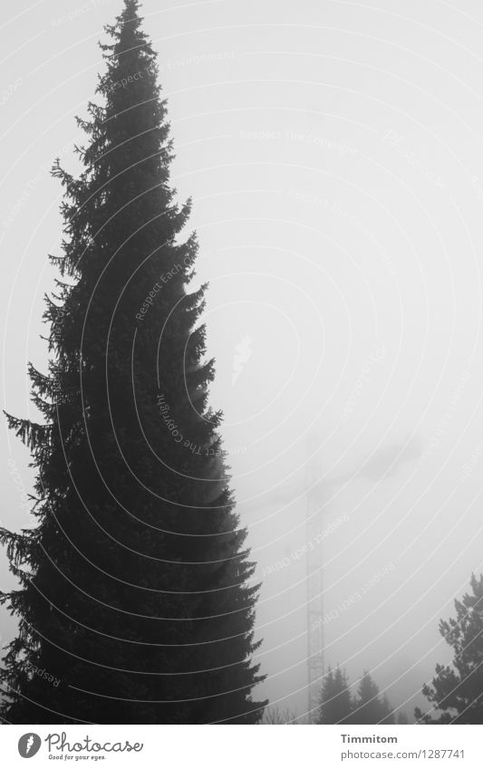 Der Platzhirsch ist alarmiert. Natur Nebel Baum ästhetisch dunkel grau schwarz Gefühle Sorge Baukran unklar Fichte Schwarzweißfoto Außenaufnahme Menschenleer