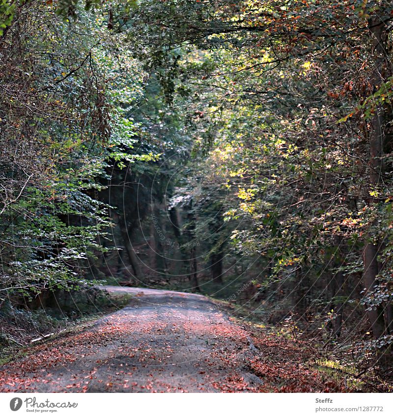 Zwischenzeit - vom Sommer in den Herbst - vom Licht ins Dunkel Licht im Wald Waldbaden Jahreszeitenwechsel September ins Ungewisse Waldweg vergänglich