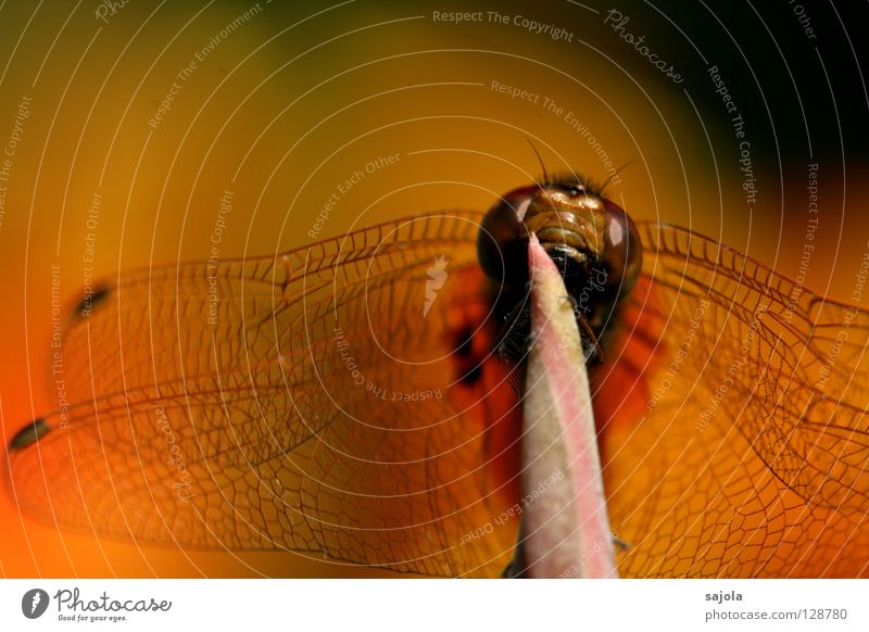 symphonie in orange Tier Wildtier Flügel Insekt Libelle 1 festhalten Facettenauge frontal segellibelle Kopf Libellenflügel Farbfoto Außenaufnahme Nahaufnahme