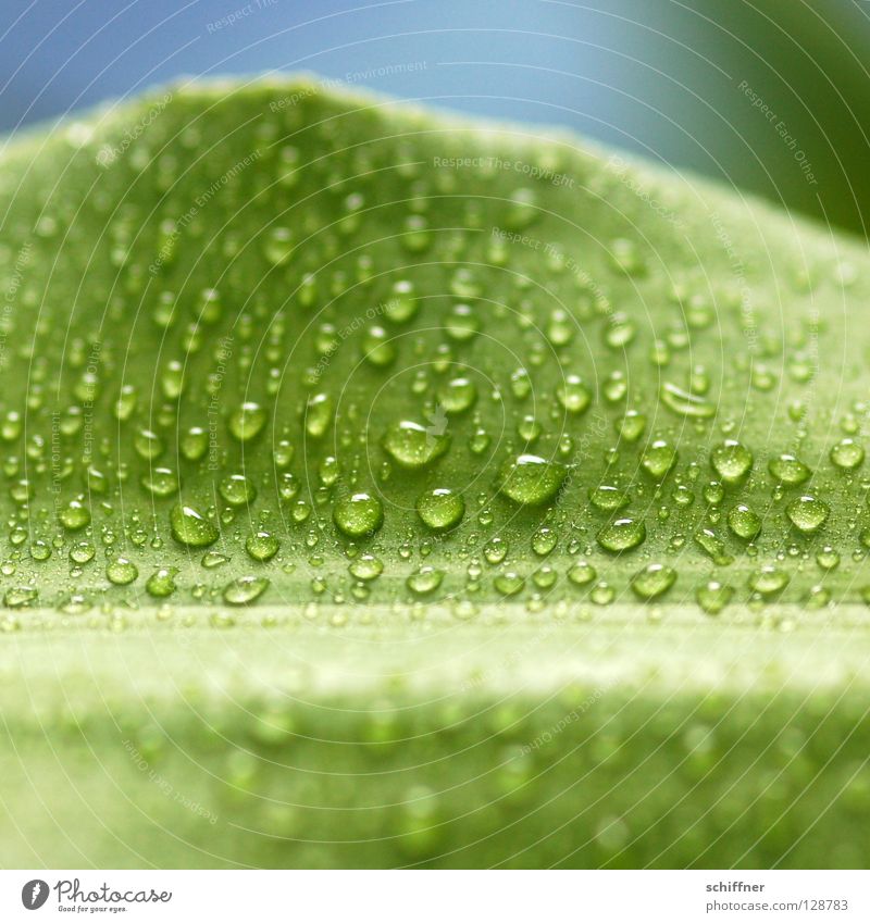 Lemon Line II grün Pflanze Grünpflanze Zimmerpflanze nass Wassertropfen tropfend frisch Frühling Wellness Hintergrundbild grünlich Drachenbaum