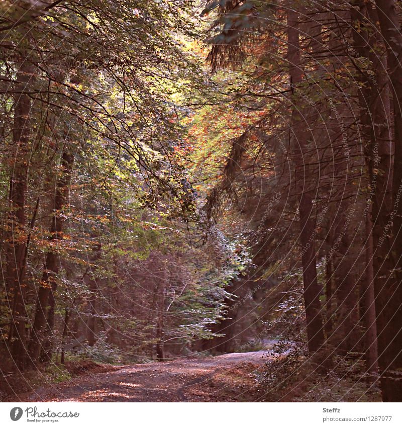 Herbstbeginn Licht im Wald Waldbaden Waldstimmung Herbstwald Stille Ruhe Stille im Wald ruhige Stimmung Entspannung im Wald Licht durch Blätter
