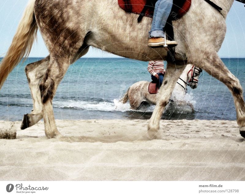 strandreiter Strand Pferd Meer Spanien Ferien & Urlaub & Reisen Tier Sommer Pferdegangart Meerwasser Mallorca Alcudia Reitsport Säugetier Verkehr Wasser
