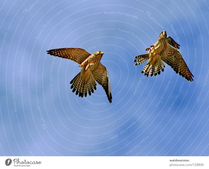 Zwei Falken zwei Turmfalke Vogel Wolken Zusammensein Brunft Schwanz Umweltschutz Greifvogel Himmel Luftkampf Schwanzfedern gegen Tauben Taubenplage paarweise