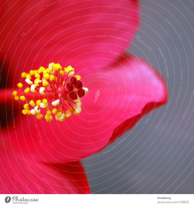 stempelhempel Blume Blüte rot Blütenblatt Botanik Sommer Frühling frisch Wachstum Pflanze gelb Hintergrundbild Pollen Makroaufnahme Nahaufnahme flower