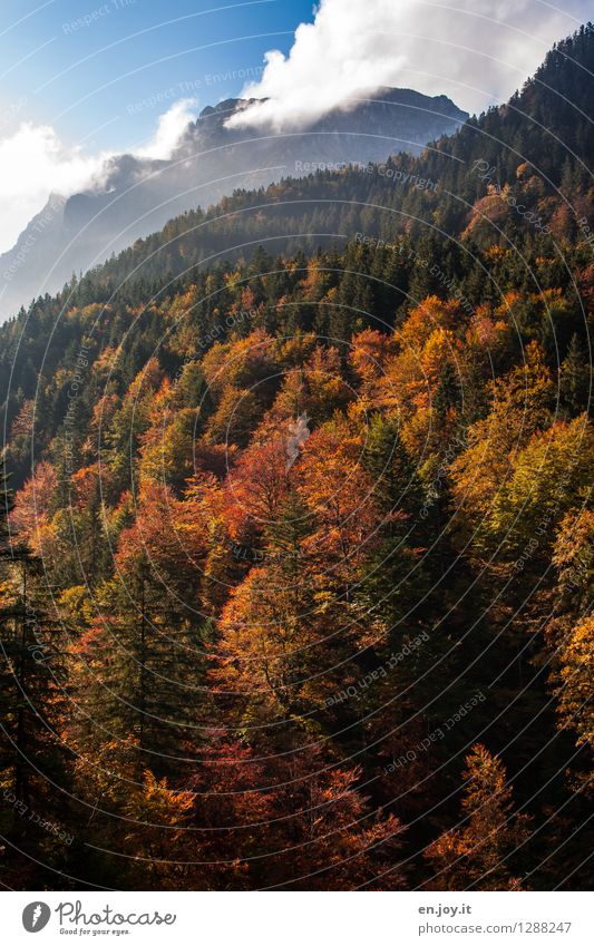 gülden Ferien & Urlaub & Reisen Ausflug Berge u. Gebirge Umwelt Natur Landschaft Pflanze Himmel Wolken Sonnenlicht Herbst Schönes Wetter Wald Alpen Gipfel