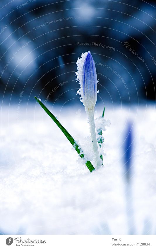 unaufhaltsam Krokusse Blume Blüte Wachstum sprießen Frühling Winter weiß kalt Blühend blau hell Kontrast