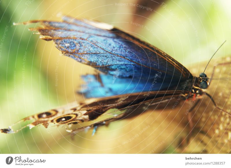 blau Natur Tier Garten Park Wiese Wildtier Schmetterling Tiergesicht Flügel blauer morphofalter Auge Fühler Beine 1 beobachten Erholung fliegen Fressen
