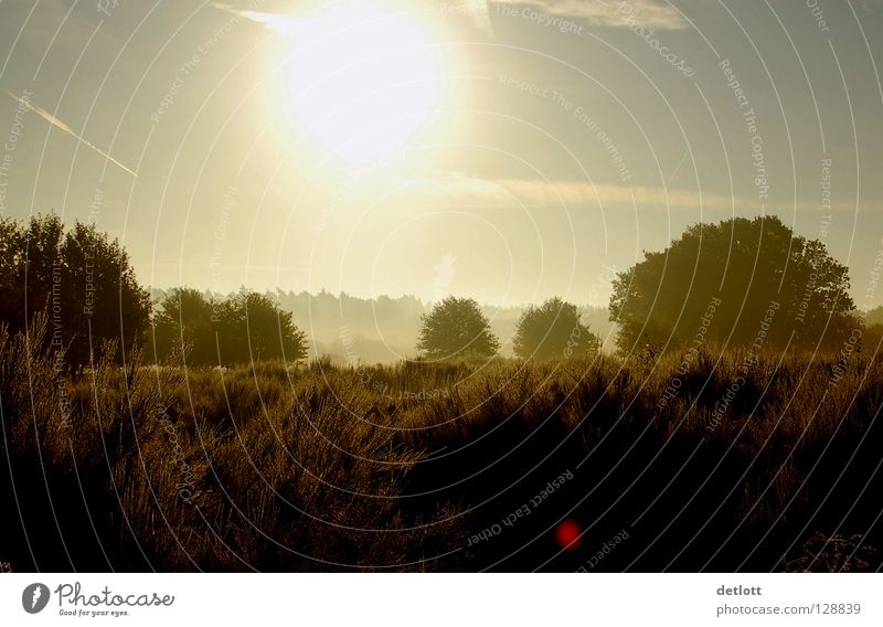 Wahner Heide 5 Sonnenuntergang Abend braun grün wandern Licht Nebel Herbst Köln Landschaft Himmel Erde Spaziergang Natur Ferien & Urlaub & Reisen sunrise