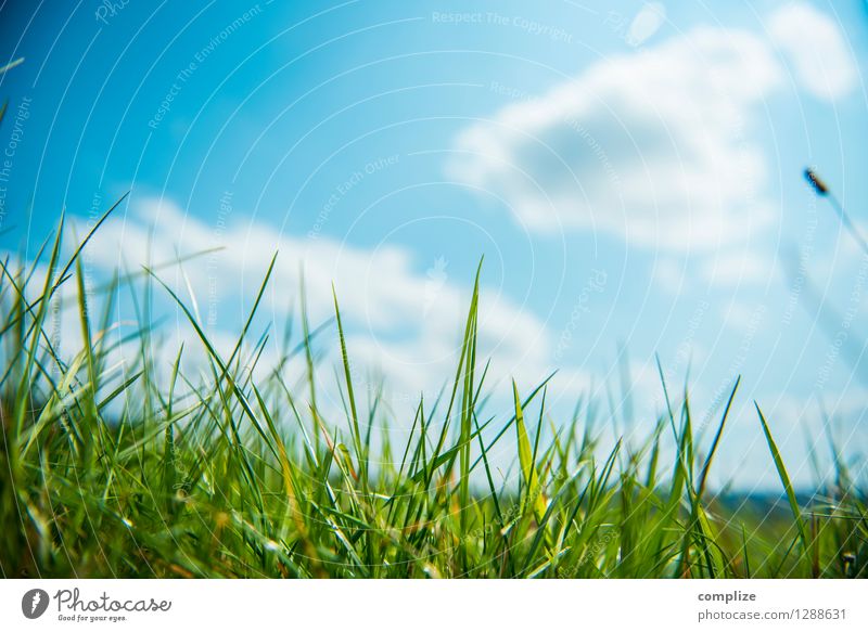 Auf der Wiese Gesundheit Ferien & Urlaub & Reisen Sonne Sport Umwelt Natur Landschaft Pflanze Urelemente Himmel Wolken Klima Wetter Schönes Wetter Gras