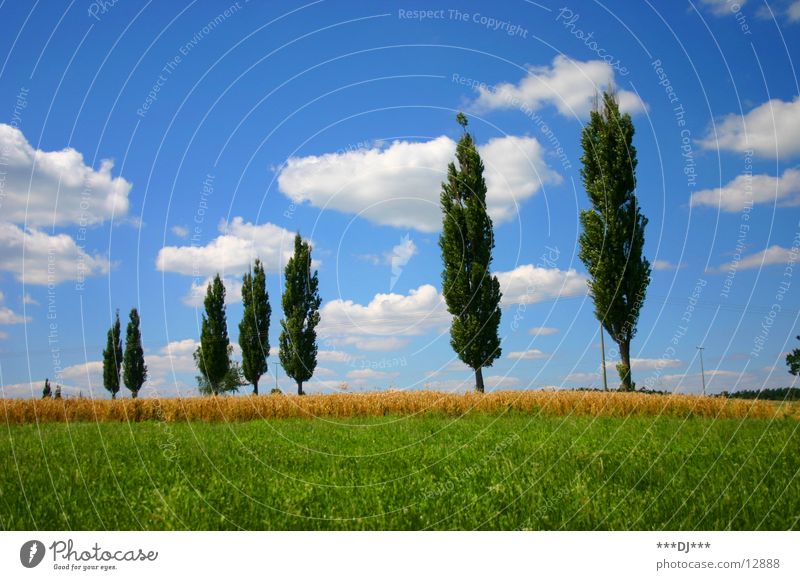 Sommerfeeling Baum Wolken Gras Feld Ähren grün ruhig Ferien & Urlaub & Reisen Natur Himmel Rasen blau Sonne