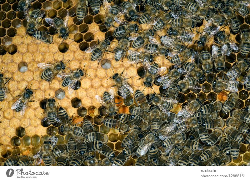 Honigbienen, Biene; Apis; mellifera Haustier Kasten authentisch Bienenstock Arbeiter Honigkasten Gelege Streckmade rundmade Larve bienenlarve Honigraum