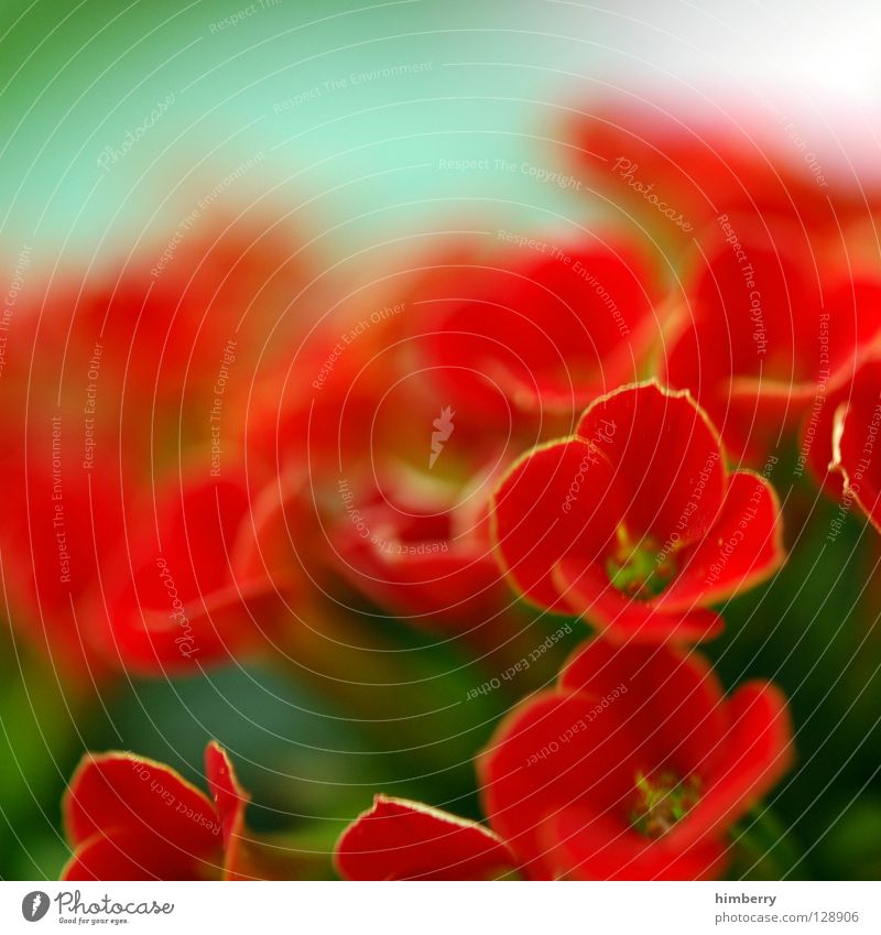 antonia sieht rot Blume Blüte grün Blütenblatt Botanik Sommer Frühling frisch Wachstum Pflanze gelb Hintergrundbild Vergänglichkeit Makroaufnahme flower