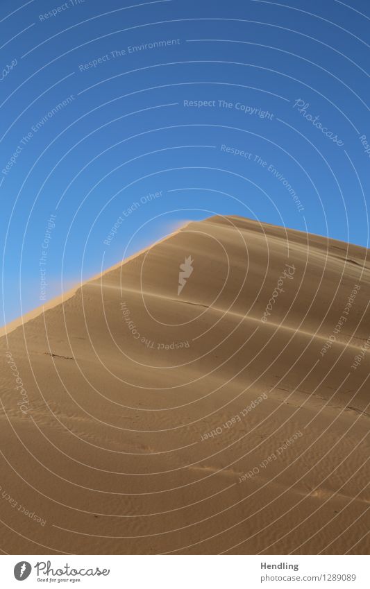 Sahara Staub Natur Landschaft Urelemente Sand Himmel Wolkenloser Himmel Schönes Wetter Wind Wärme Dürre Wüste Oase heiß Korn Düne verweht Ferne Farbfoto