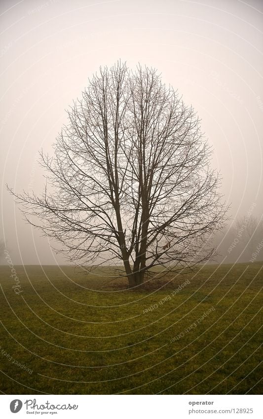 Hoffnung Baum Nebel Wiese Herbst Geäst Einsamkeit Ast