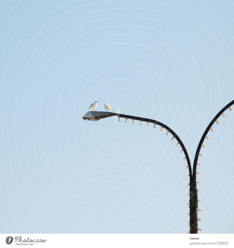 Aller Anfang: ein Tête-à-tête... Vogel Möwe Laterne hell-blau Flirten Lampe Laternenpfahl Straßenbeleuchtung Zusammensein nebeneinander Verbundenheit