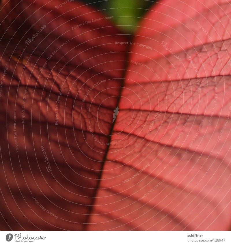 Überbleibsel Blatt Hochblätter Pflanze Zimmerpflanze Blattadern Gefäße Rutsche rot kein Blütenblatt rotes Blatt ist schon lange vorbei
