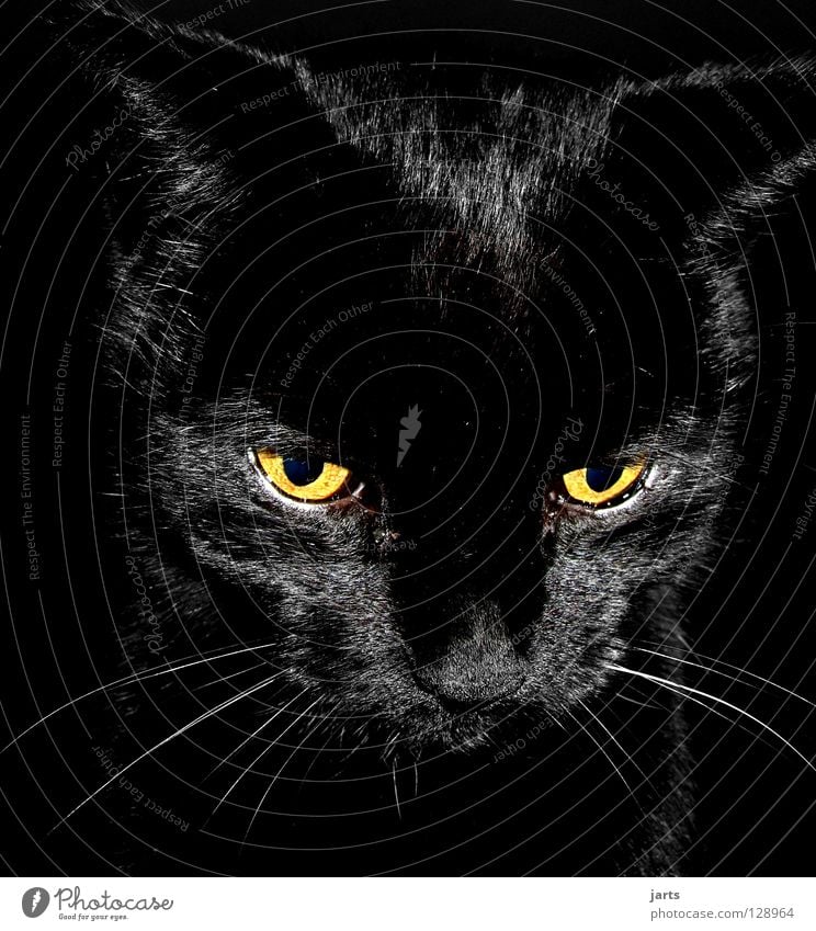 black cat II Katze schwarz Fell Konzentration Säugetier Hauskatze Schnautze Lampe Blick jarts Nase Auge