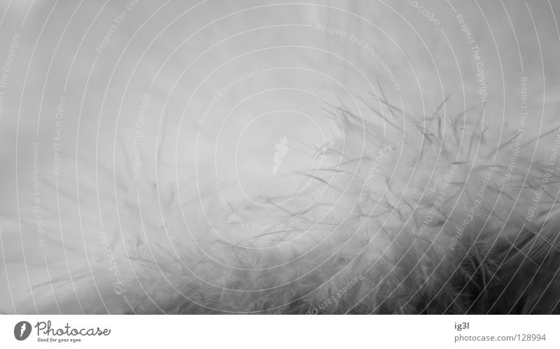 40° im Winter Pause weiß Physik heiß Klimawandel Wintermantel Schneelandschaft Hintergrundbild Muster Strukturen & Formen weich angenehm zart Gute Nacht