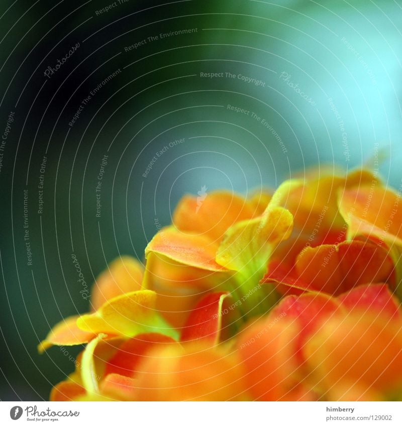 antonias destiny Blume Blüte grün rot Blütenblatt Botanik Sommer Frühling frisch Wachstum Pflanze gelb Hintergrundbild Vergänglichkeit Farbe Freude