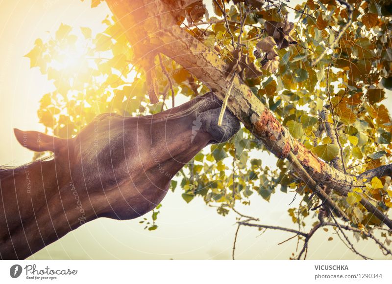 Pferd knabbert an Baum Lifestyle Design Reiten Sommer Natur Sonne Sonnenaufgang Sonnenuntergang Sonnenlicht Herbst Schönes Wetter Blatt Tier 1 gelb Pferdekopf