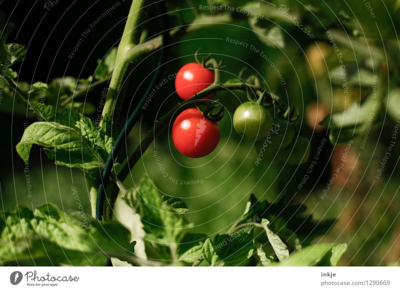 Tomaten Lebensmittel Gemüse Ernährung Bioprodukte Natur Sommer Pflanze Nutzpflanze Tomatenpflanze Garten hängen frisch Gesundheit lecker natürlich saftig grün