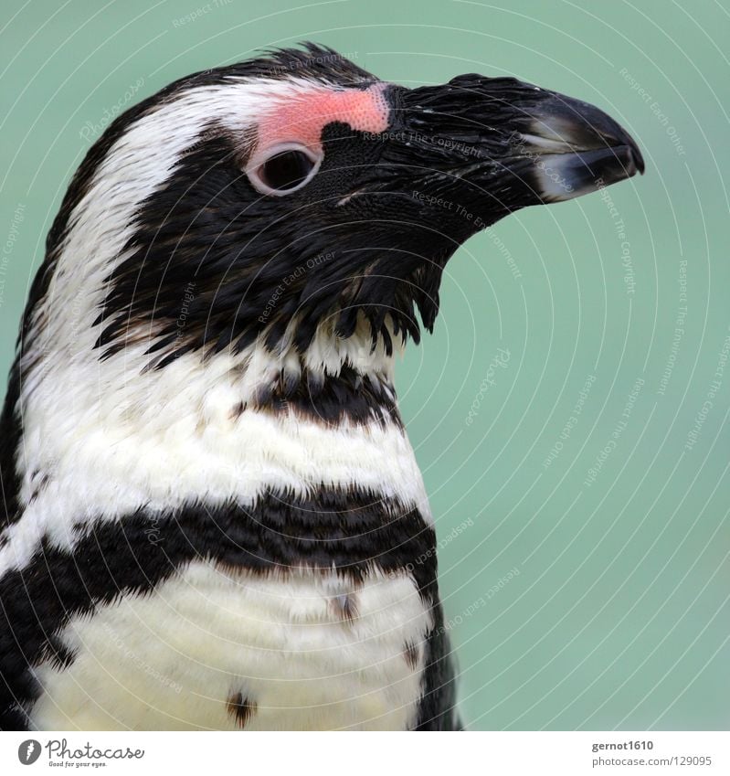 Lächeln, immer Lächeln ... Pinguin schwarz weiß Neugier rot Schnabel Frack Arktis Antarktis kalt frieren Physik kühlen Vogel Vertrauen Madagascar blau Feder