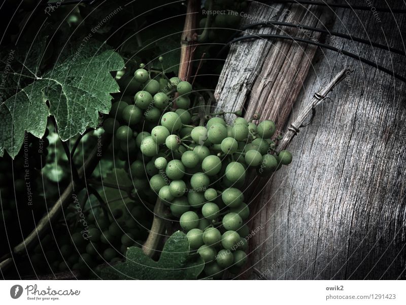 Wein, selig Umwelt Natur Pflanze Blatt Nutzpflanze Weintrauben Weinblatt Frucht Holz Wachstum fest Glück rund sauer viele grün geduldig ruhig Idylle