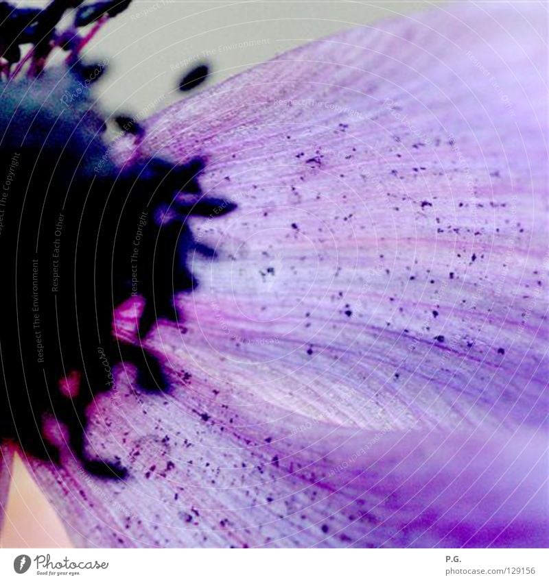 Violett I Detail violett Makroaufnahme Blume Pflanze Blüte Farbe Detailaufnahme Nahaufnahme