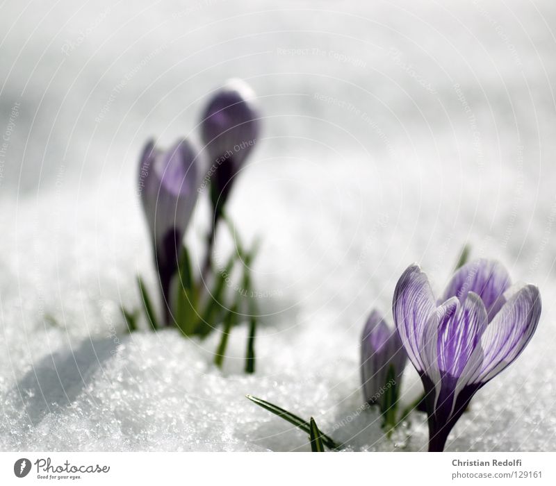 jetzt aber wirklich frühling Frühling grün schwarz Pflanze Blüte Krokusse violett Knolle fruehlingsbote frühlingspote blüme Garten Schnee crocus blau