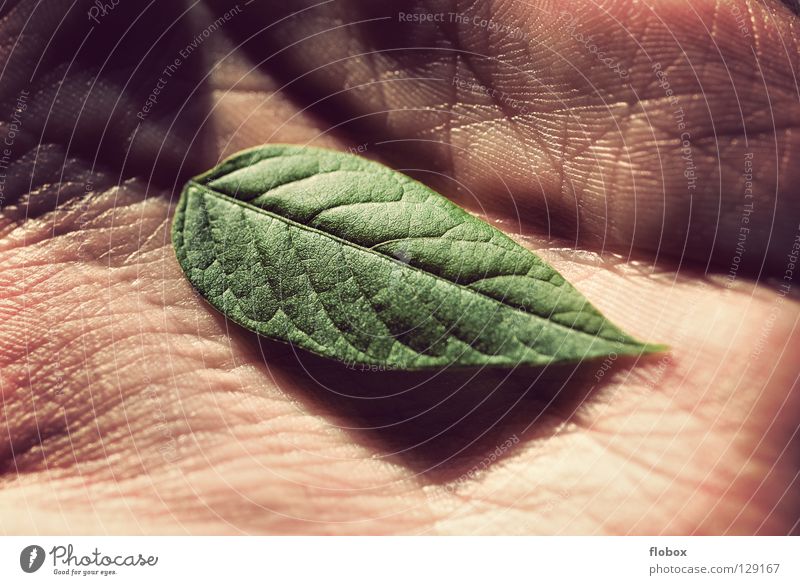 Schutzlos II Blatt Umwelt Umweltschutz grün Klimawandel Ozon Ozonloch Photosynthese Hand Finger ökologisch global Pflanze Pflanzenschutz Leben Wachstum Natur