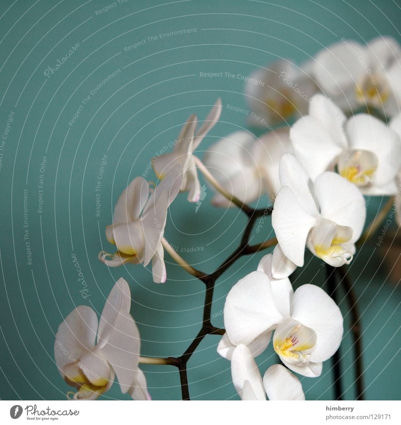 hessische oster orchideen II Blume Blüte weiß Blütenblatt Botanik Sommer Frühling frisch Wachstum Pflanze rot Hintergrundbild Orchidee Vergänglichkeit schön