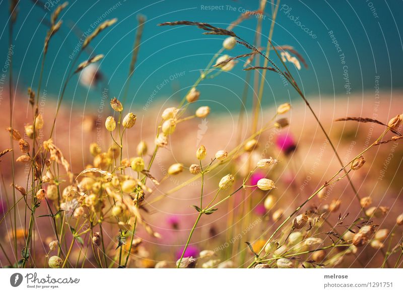 " goldig " elegant Stil Natur Landschaft Wasser Sonnenlicht Sommer Schönes Wetter Blume Gras Blüte Wildpflanze Alpen See Lünersee Brandnertal