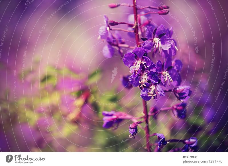 lila Wölkchen elegant Stil Natur Pflanze Sommer Schönes Wetter Blume Blüte Wildpflanze Blütenblätter Blütenstiel Park Farbenspiel Blühend Erholung stehen