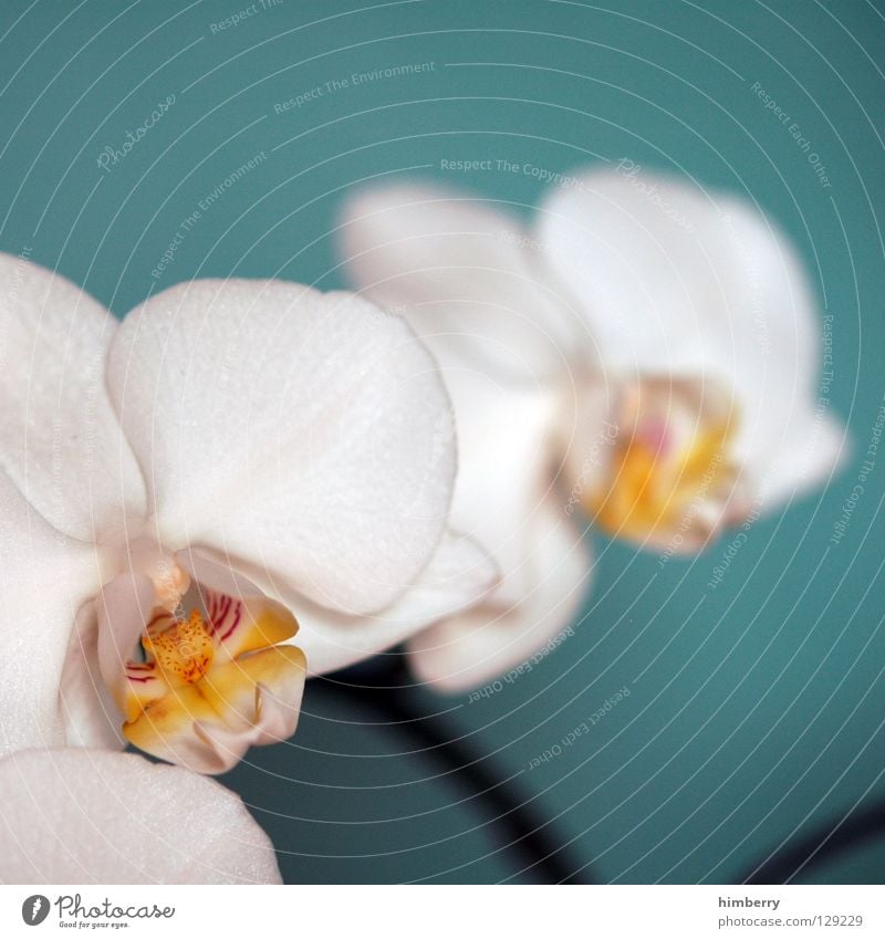 hessische oster orchideen III Blume Blüte weiß Blütenblatt Botanik Sommer Frühling frisch Wachstum Pflanze rot Hintergrundbild Orchidee Vergänglichkeit schön