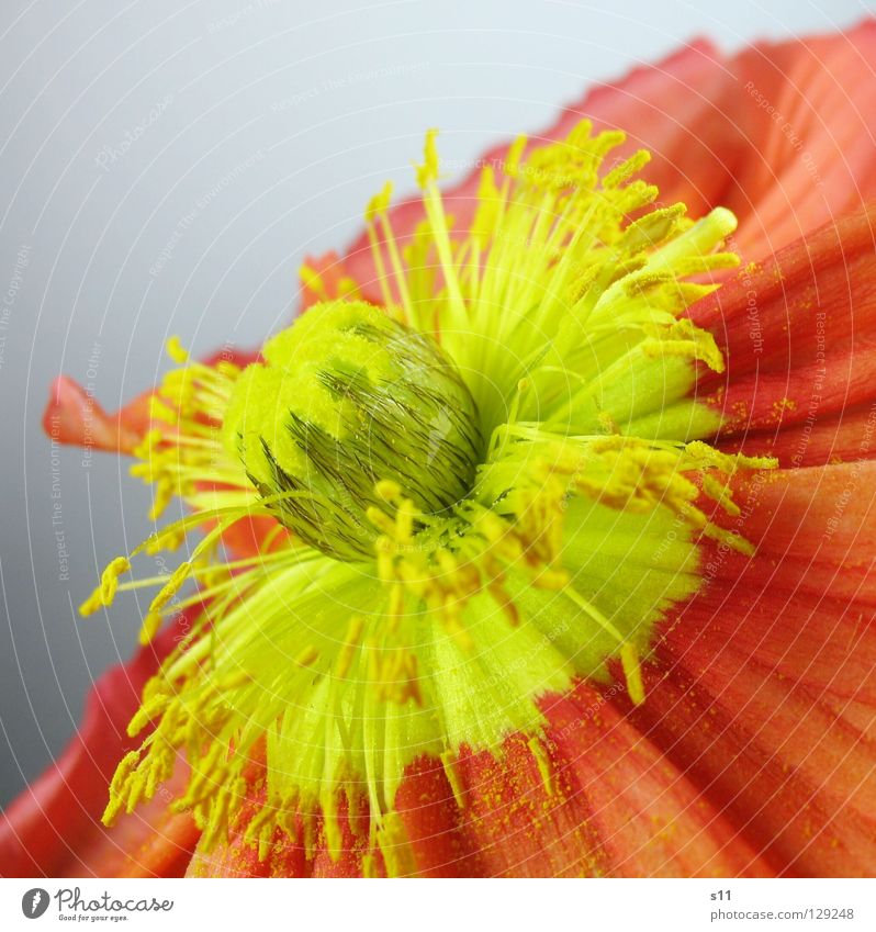 MohnFlower Blume Blüte Pflanze Blumenladen Pollen gelb rot Vergänglichkeit Blütenblatt Glätte fein schön diagonal Quadrat Frühling Jahreszeiten Makroaufnahme