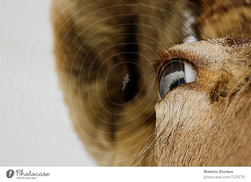 Dammwild Hirsche Elch Reh Tier Waldtier Horn Wimpern Augenbraue Hintergrundbild Hälfte Teilung Erinnerung Souvenir Jäger Gebiss Hase & Kaninchen Lebensraum