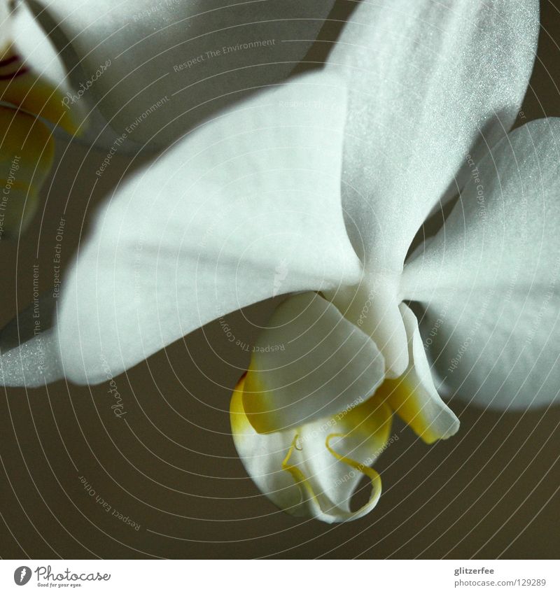 reinheit Orchidee Blume Pflanze Blüte Wohnzimmer Blütenblatt weiß gelb Topfpflanze Thailand Botanik Wachstum Park Wellness Vergänglichkeit Freude Makroaufnahme