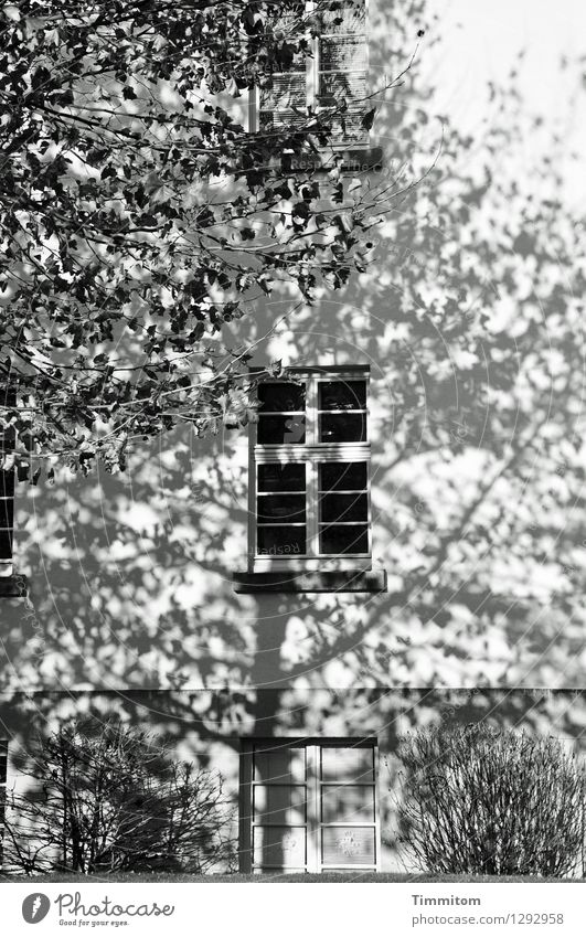Das Objekt wird beschattet. Haus Baum Sträucher Heidelberg Mauer Wand Fenster Tür ästhetisch grau schwarz weiß Gefühle Irritation beobachten Schwarzweißfoto